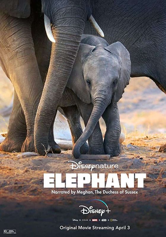 ดูหนังElephant (2020) - อัศจรรย์ชีวิตของช้าง (2019)